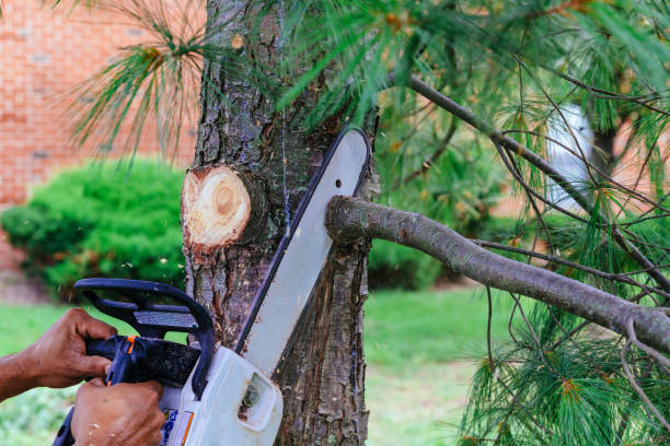 Trusted Whitehorn Cove, OK Tree Service Experts